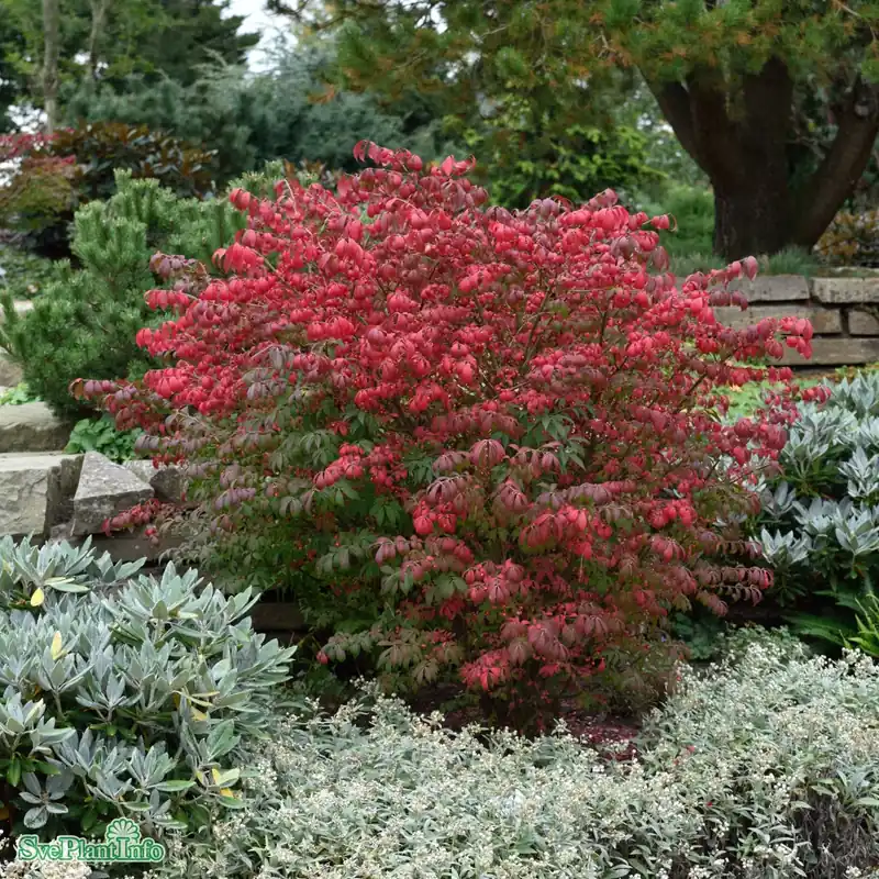 Väl omtyckt | Euonymus alatus ‘Compactus‘ Solitär Kl 100-125cm