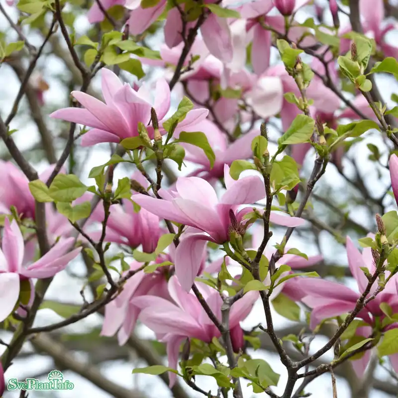 Magnolia ‘Galaxy‘ Solitär 125-150cm | Outlet