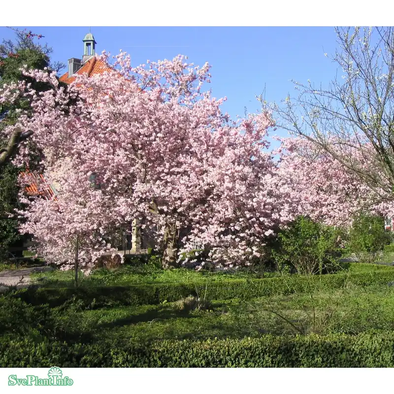 Prunus ‘Accolade‘ Högstam Kl So 12-14cm - Skaffa nu