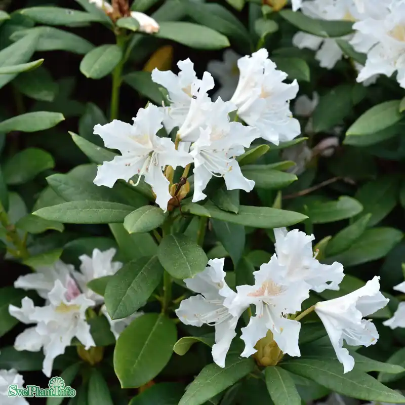 Rhododendron ‘Cunningham‘s White‘ Solitär Kl 120-140 100-120cm - Bra pris just nu