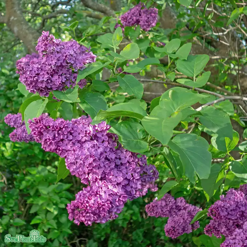 Spara mer - Syringa vulg. ‘Andenken an Ludwig Späth‘ Solitär Kl 125-150cm