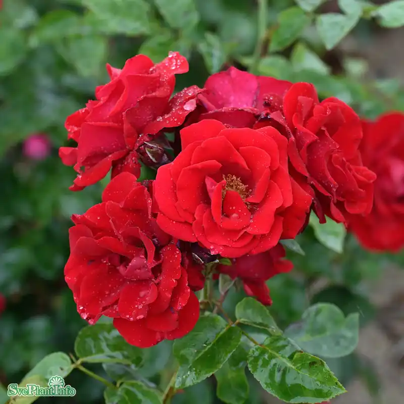 Rosa ‘Santana‘ Solitär C20 200-250cm - Fynd