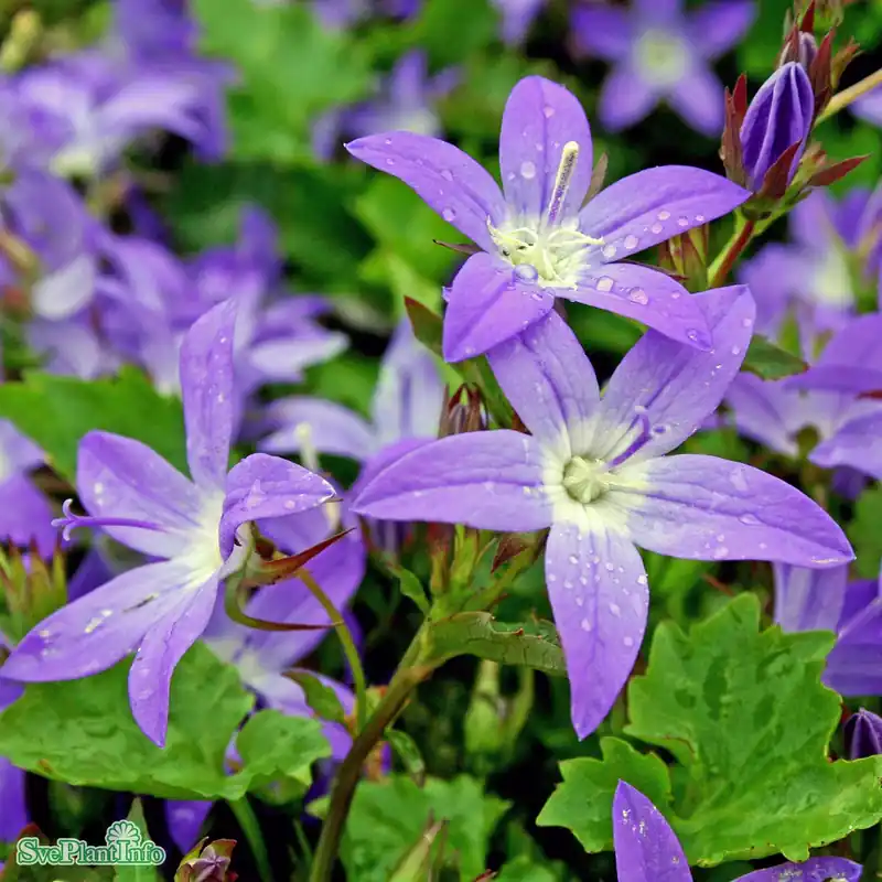 Campanula poscharskyana ‘Stella‘ A-kval - Köp idag