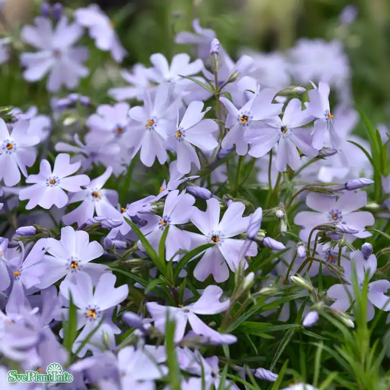 Specialpris - Phlox subulata ‘Emerald Cushion Blue‘ A-kval