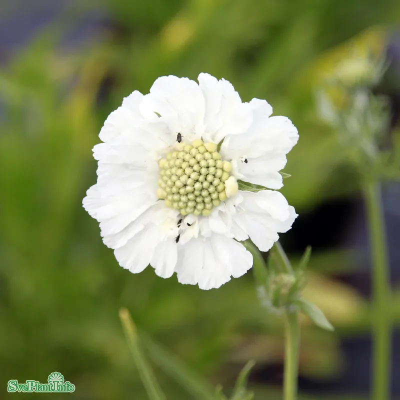 Scabiosa caucasica ‘Perfecta Alba‘ A-kval | Säker betalning