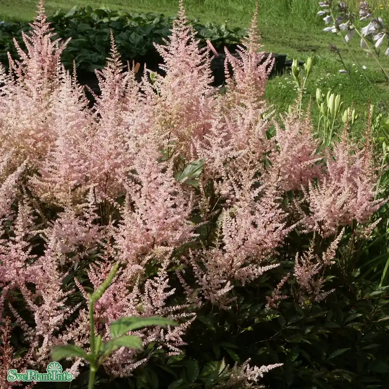 Astilbe arendsii ‘Erika‘ A-kval | Rea