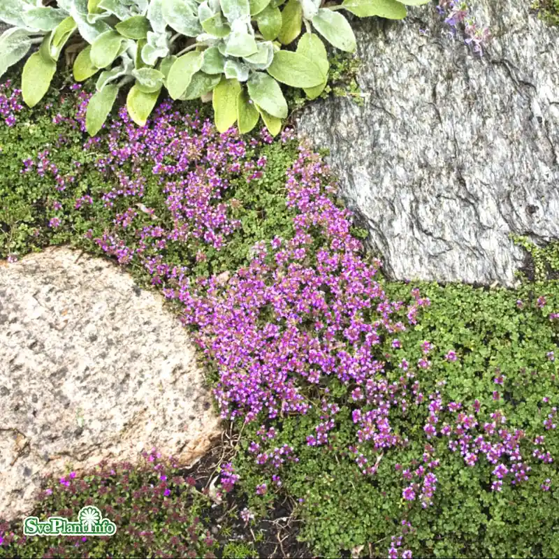 Thymus serpyllum ‘Coccineus‘ A-kval | Populär