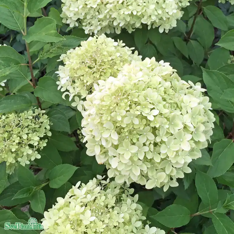 Lågt pris - Hydrangea paniculata ‘Limelight‘ C5 50-60cm