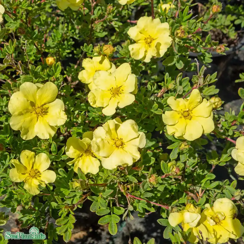 Nedsatt pris | Dasiphora (fruticosa) ‘Lemon Meringue‘ C4,5 30-40cm