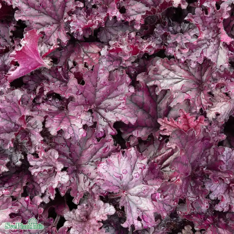 Tillverkarpris - Heuchera ‘Forever Purple‘ A-kval