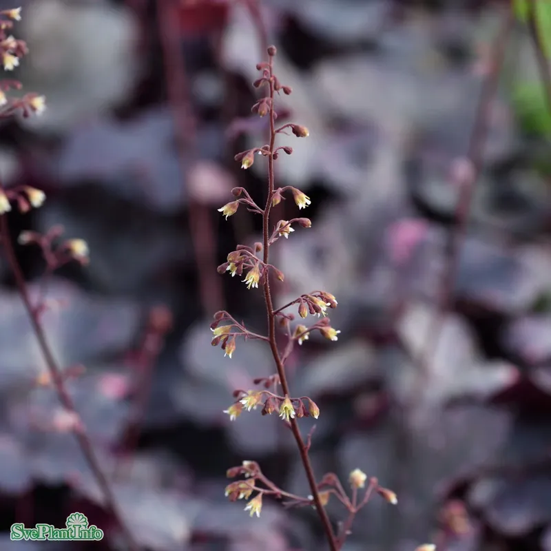 Hög kvalitet | Heuchera ‘Midnight Rose‘ A-kval