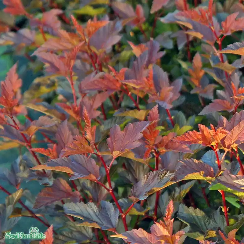 Physocarpus opulifolius ‘Diable d‘Or‘ Busk C5 | Begränsat antal