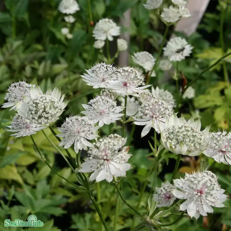 Astrantia major ‘Shaggy‘ A-kval | Specialerbjudande