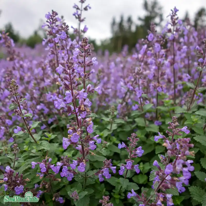 Missa inte - Nepeta faassenii ‘Purrsian Blue‘ A-kval