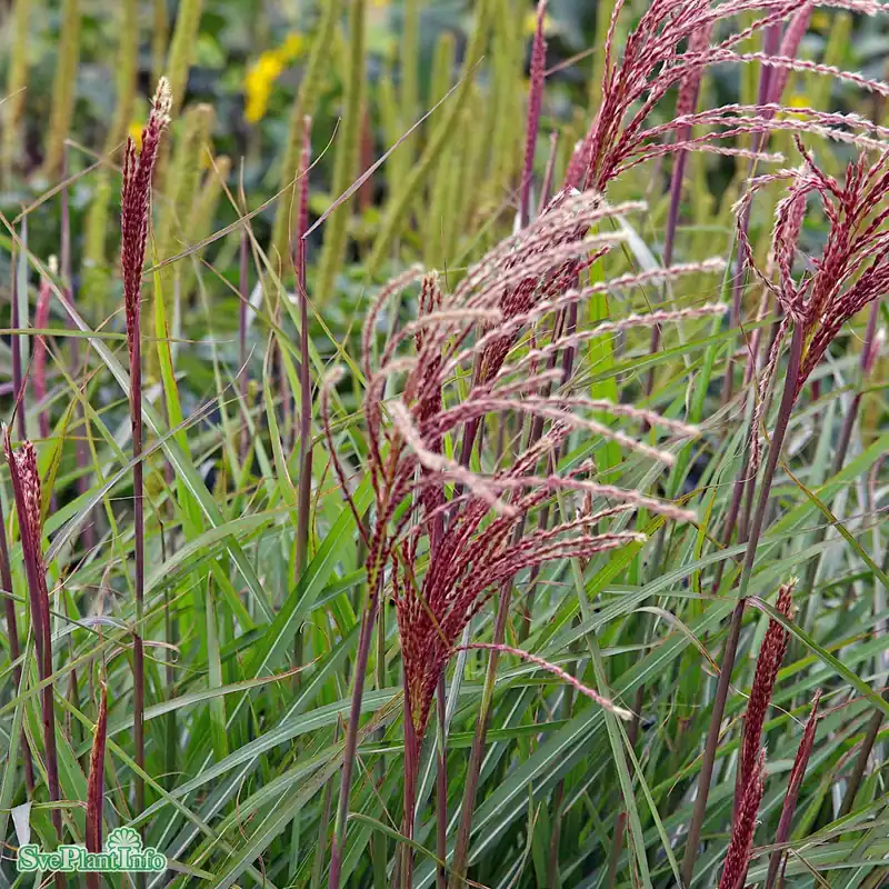 Försäljningssuccé - Miscanthus sinensis ‘Dronning Ingrid‘ A-kval C2