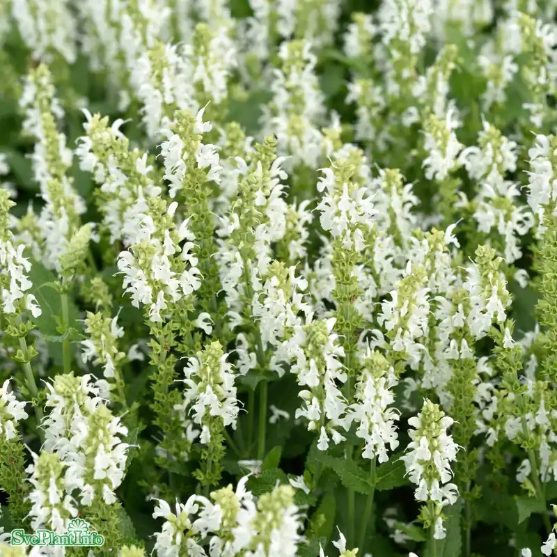 Handla säkert - Salvia nemorosa ‘Schneehügel‘ A-kval