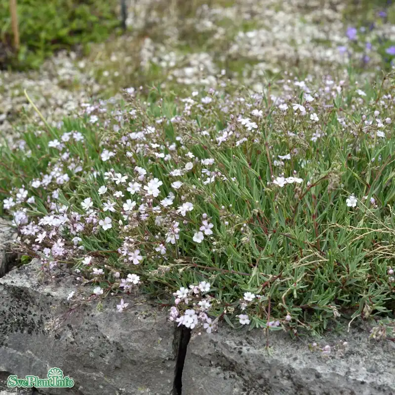 Mycket efterfrågad | Gypsophila ‘Rosenschleier‘ A-kval