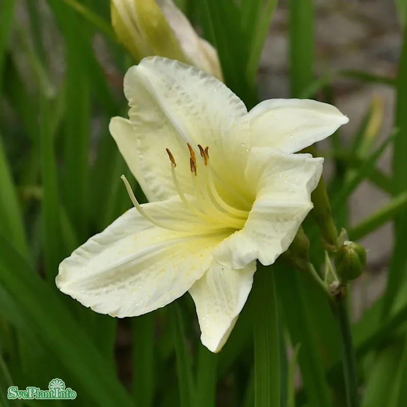 Hemerocallis ‘Joan Senior‘ A-kval | Professionell kvalitet