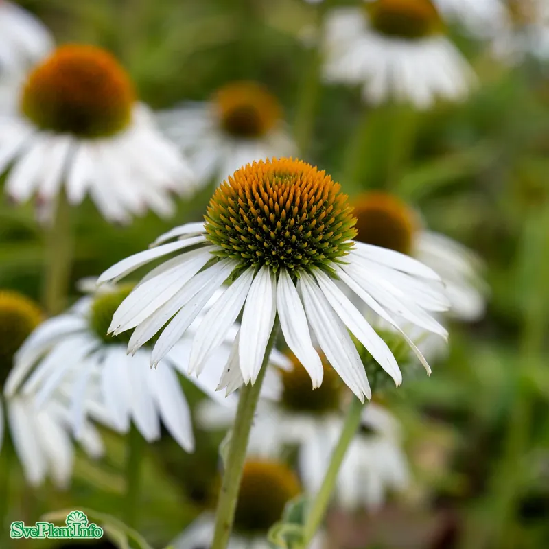 Echinacea purpurea ‘Alba‘ A-kval - Professionell kvalitet