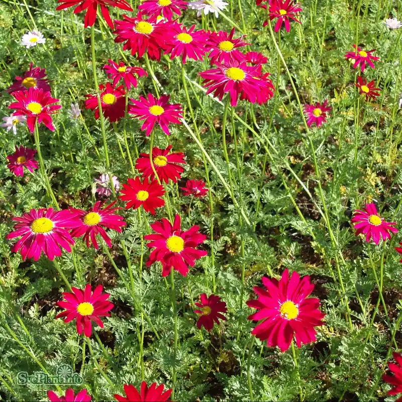 Prissänkt - Tanacetum coccineum ‘Robinson‘s Red‘ A-kval