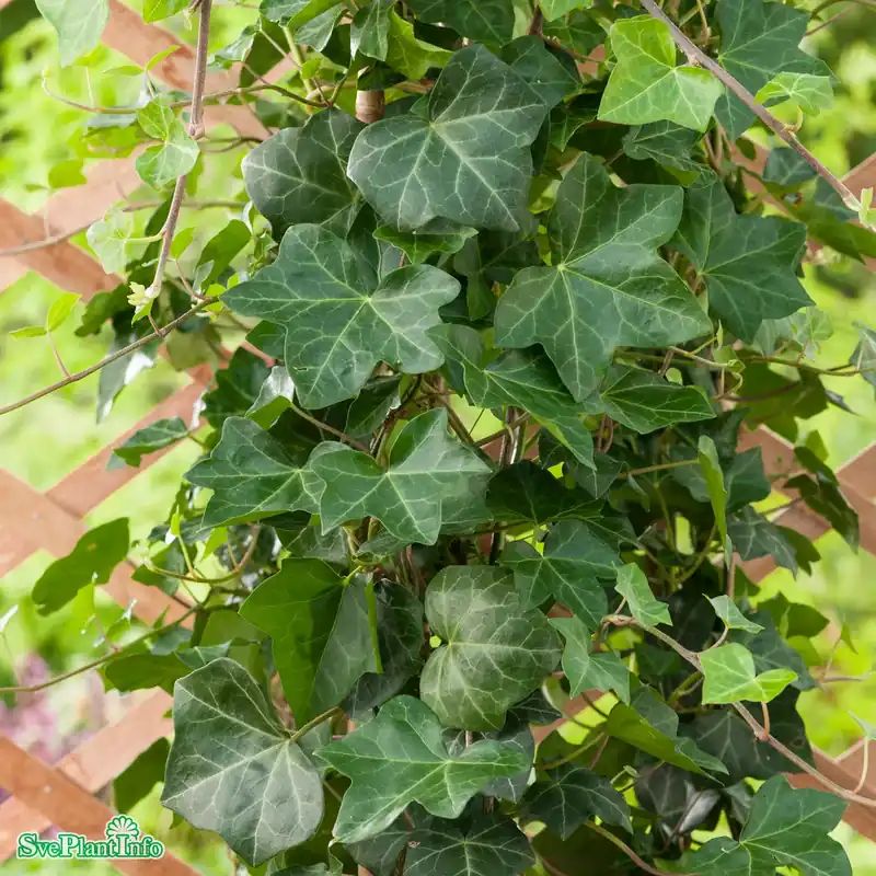 Spara nu | Hedera helix ‘Huldra‘ E A-kval C2