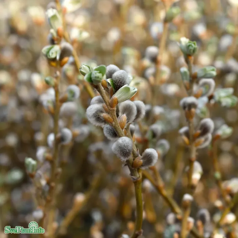 Kanonpris - Salix helvetica Stam 80cm C10