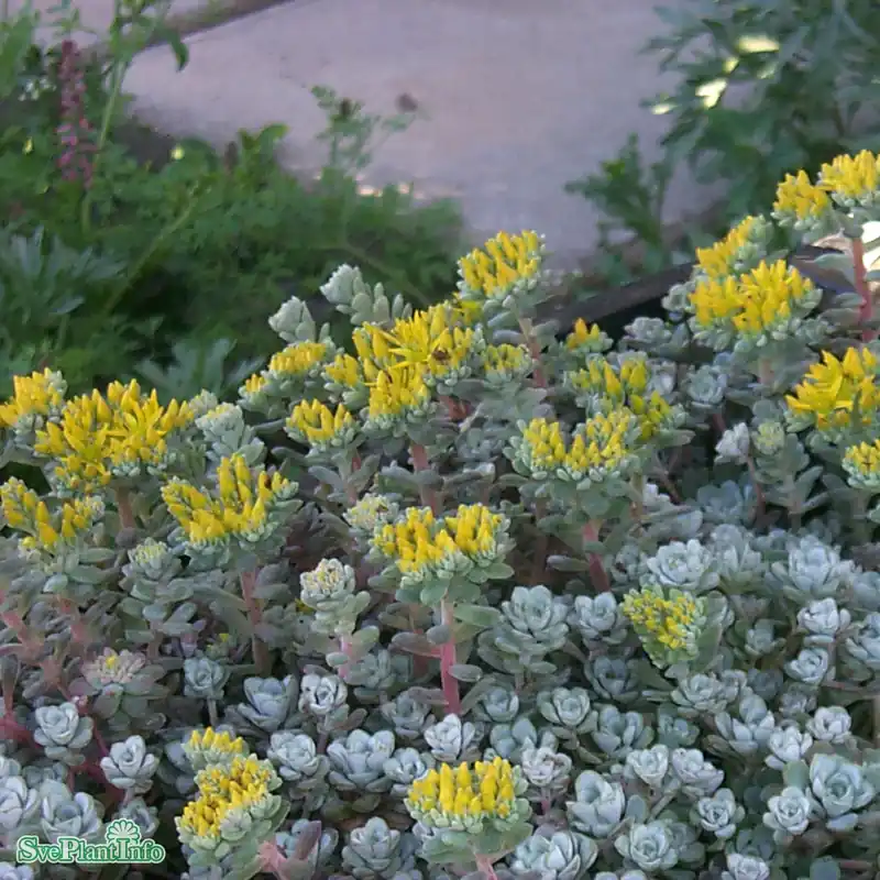 Nytt i sortimentet | Sedum spathulifolium ‘Cape Blanco‘ A-kval