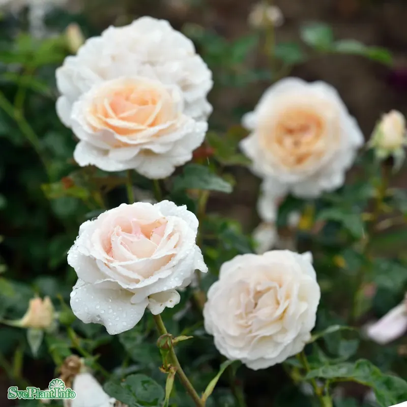 Storsäljare - Rosa ‘Julia Renaissance‘ A-kval C4