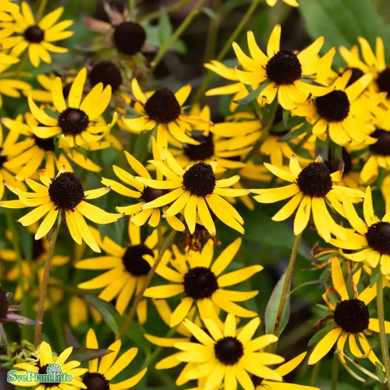 Expressleverans - Rudbeckia fulgida ‘Little Goldstar‘ A-kval