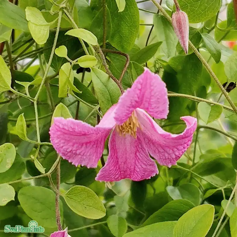 Clematis (Vitic.) ‘Confetti‘ A-kval C2 - Mycket populär