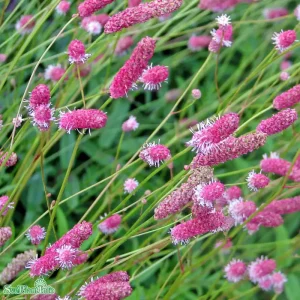 Prisnedsättning - Sanguisorba officinalis ‘Pink Tanna‘ A-kval