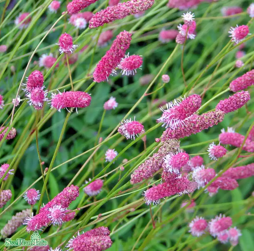 Prisnedsättning - Sanguisorba officinalis ‘Pink Tanna‘ A-kval