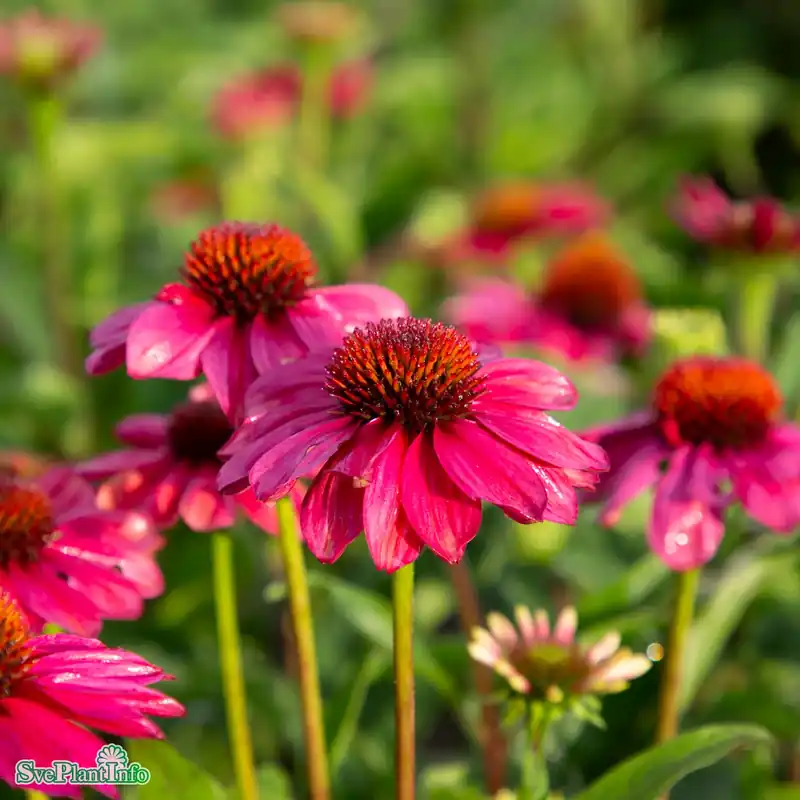 Echinacea ‘SunSeekers Magenta‘ A-kval | Handla online