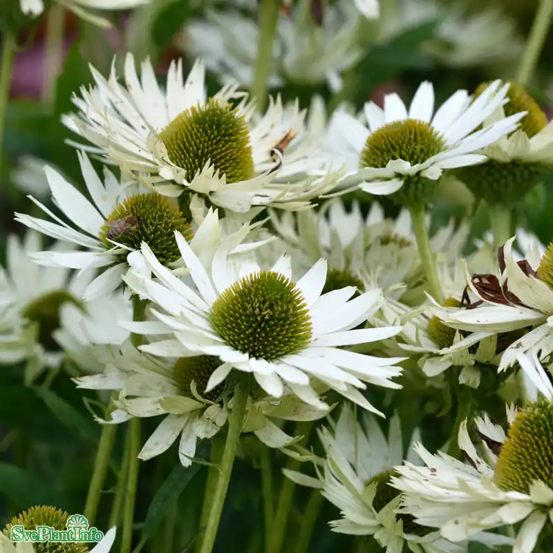 Efterfrågad - Echinacea ‘Virgin‘ A-kval