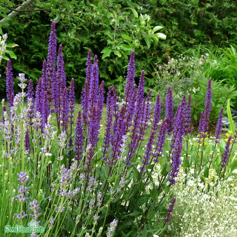 Salvia nemorosa ‘Caradonna‘ A-kval | Nyhet i sortimentet