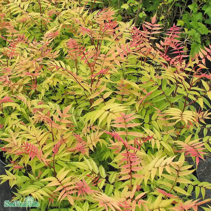 Erbjudandet går snart ut | Sorbaria sorbifolia ‘Sem‘ C4,5 30-40cm