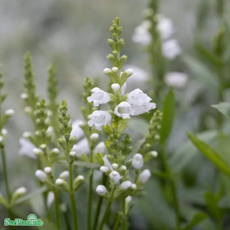 Physostegia virginiana ‘Summer Snow‘ A-kval | Topprodukt