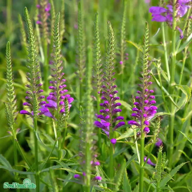 Specialerbjudande - Physostegia virginiana ‘Vivid‘ A-kval