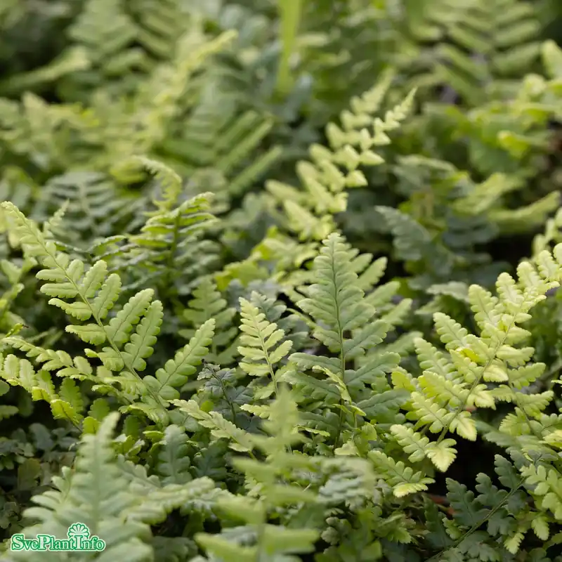 Dryopteris affinis A-kval | Klar att skickas