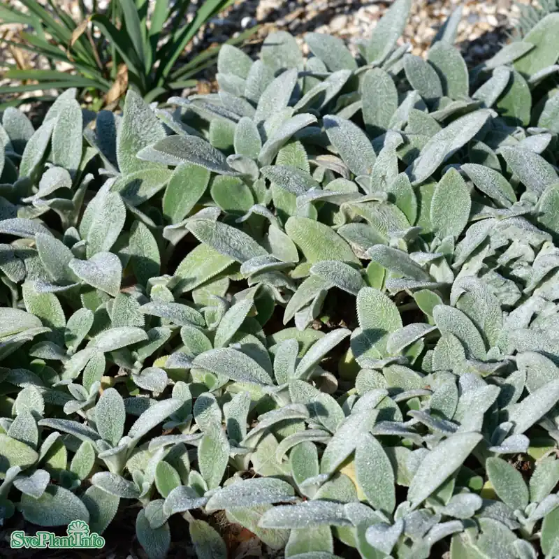 Endast idag - Stachys byzantina ‘Silver Carpet‘ A-kval