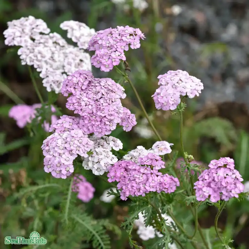 Handla säkert | Achillea millefolium ‘Apfelblüte‘ A-kval