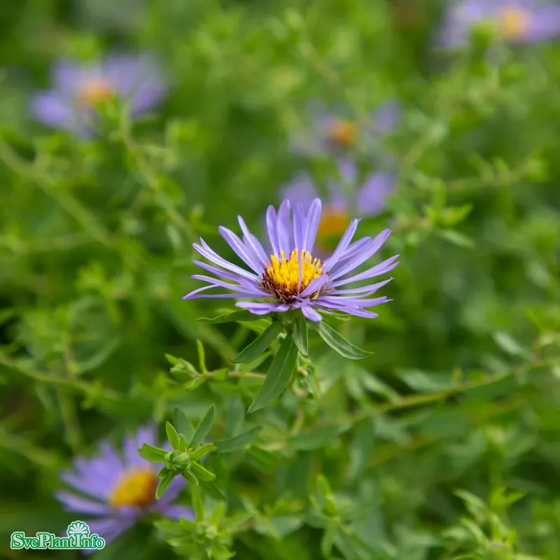Expressleverans - Symphyotrichum oblongifolium ‘October Skies‘ A-kval