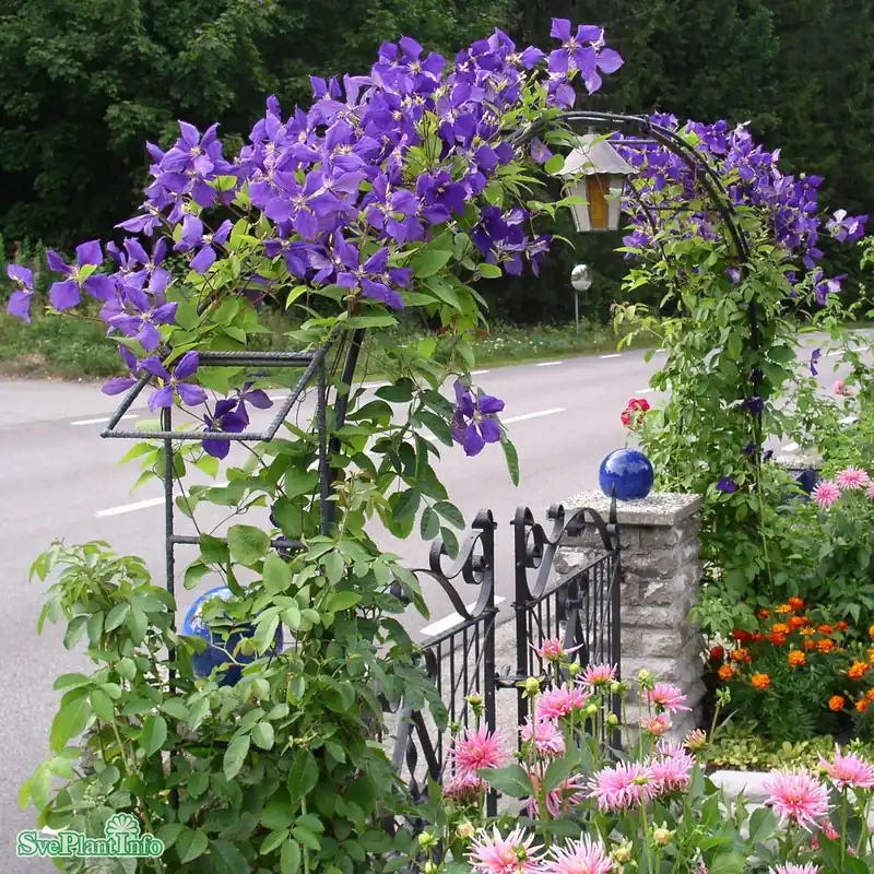 Clematis ‘Jackmanii‘ C2 40-60cm | Nyhet i sortimentet