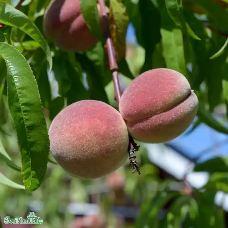 Bara denna vecka - Prunus persica ‘Riga‘ Stulipifera JulA Lågst 2års A-kval Co