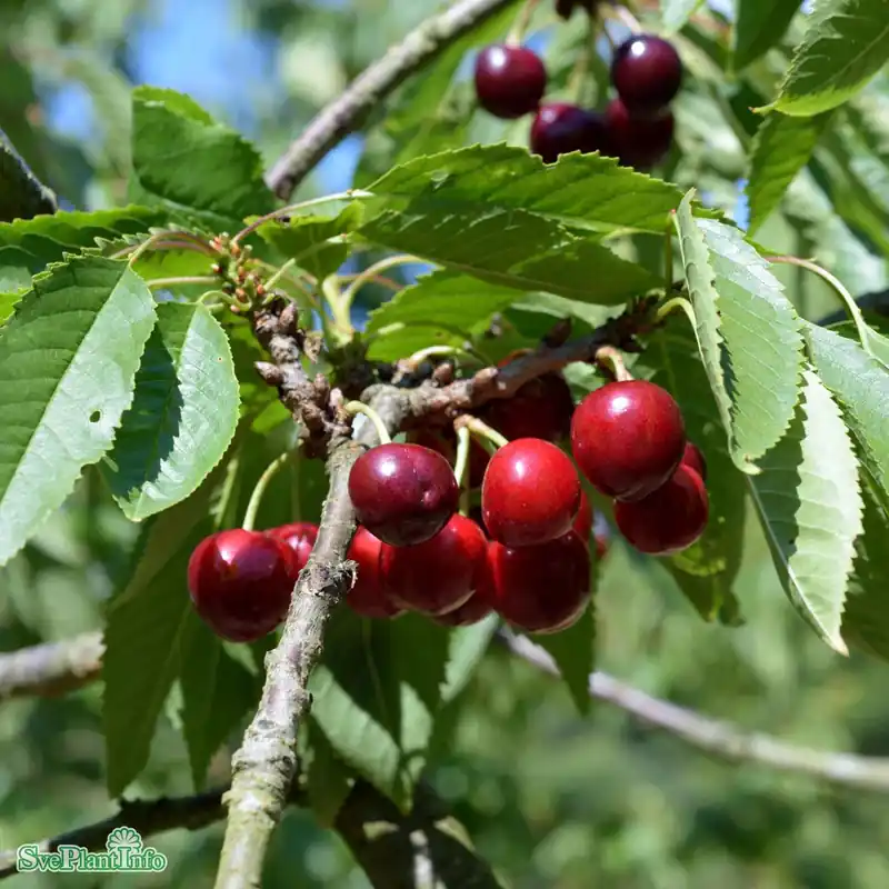 Nytt i webbutiken | Prunus avium ‘Stella‘ E P.Colt Ompl. 5-6 år K