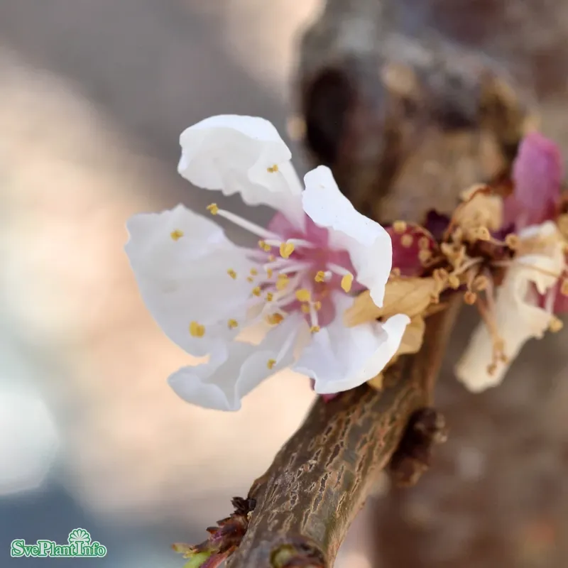 Toppsäljare - Prunus armeniaca ‘Hargrand‘ Stam 2-års A-kval Co