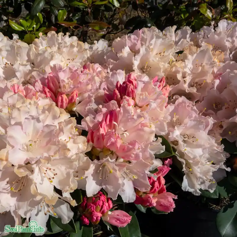 Nyligen lanserat - Rhododendron ‘Dreamland‘ C4,5 25-30cm