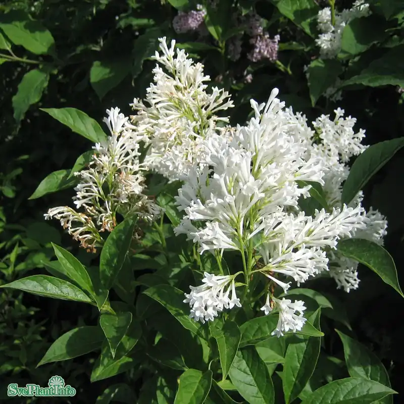 Syringa josikaea ‘Holger‘ C20 125-150cm - Direkt från fabriken