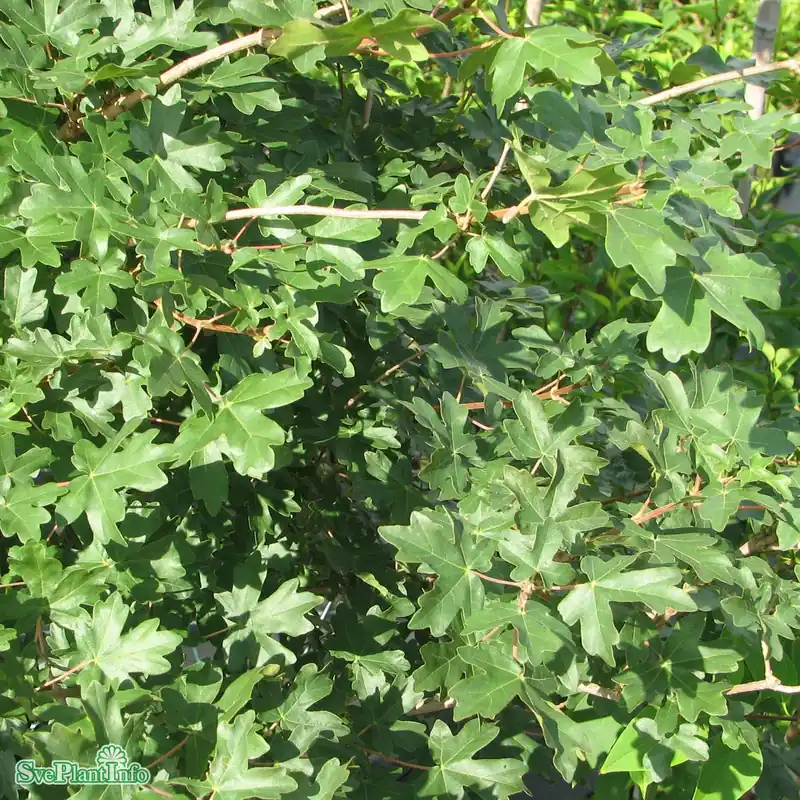 Acer campestre Solitär C20 150-200cm - Premiumkvalitet