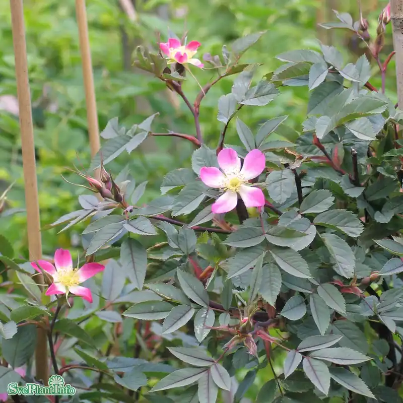 Hög kvalitet | Rosa glauca A-kval C3,5